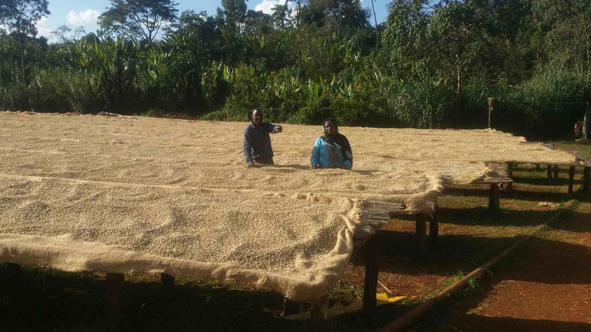 Beans on the drying bed