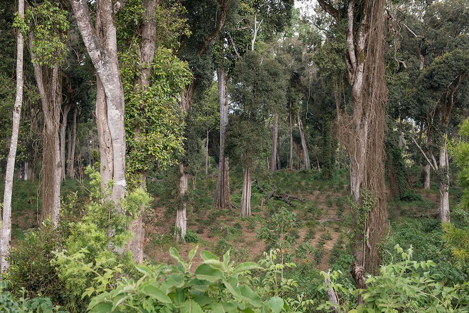 Shade grown coffee on METADS farm