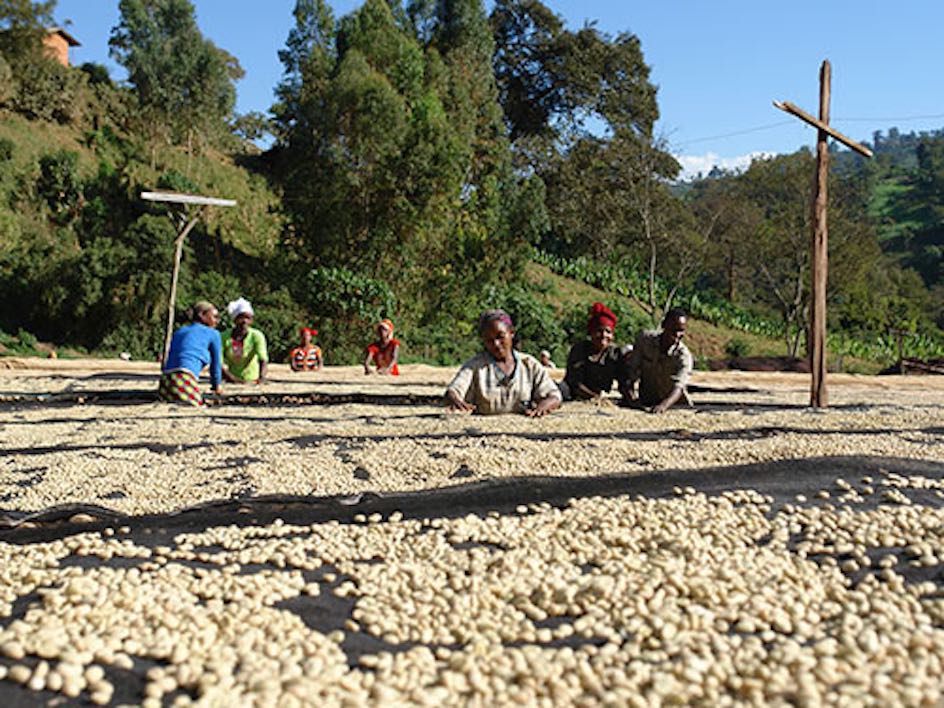 Drying the coffee on raised beds