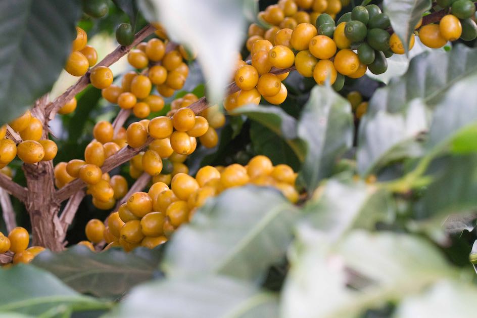 Yellow Icatu at Fazenda Sao Silvestre