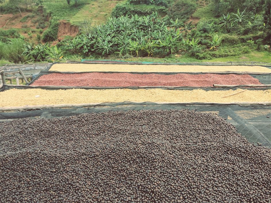 Drying the coffee on raised beds
